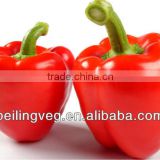 New Red Round Sweet Pepper Exporter