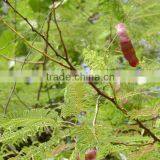 Acacia Catechu thumbnail-1