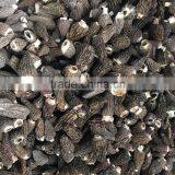 High Quality Dried Morels thumbnail-3