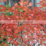 Small Bonsai Artificial Maple Tree for Sale thumbnail-4