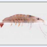 Brown Shrimp 1 thumbnail-1