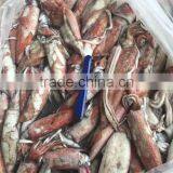 Seafood Fresh Frozen Loligo Squid Season Food thumbnail-1