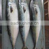 Frozen Pacific Mackerel New Fish Pacific Mackerel Good Quality thumbnail-3