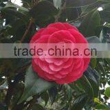 Camellia Japonica Tree Plant thumbnail-5