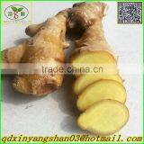 Fresh Ginger for China/Fresh Ginger thumbnail-1