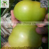 Fresh Tomato:Export Dedicated thumbnail-1