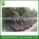 Magnolia denudata - winter resist landscaping trees (2)