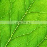 Digital Printing Sheet Glass Manufacture The Float Process thumbnail-4