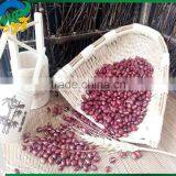 Chinese New Crop Red Adzuki Bean thumbnail-4