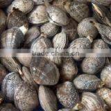 Frozen Whole Clam