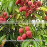 Litchi Juice Powder / Spray Dried Litchi Powder / Lichi Pulp Powder Spray Dried
