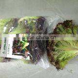 Fresh Lettuce for Sale Good Quality thumbnail-4
