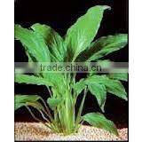 Spilanthes Oleracea Spilanthes Acmella Acmella Oleracea Toothache Plant Para Cress