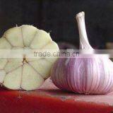 Low Price Buy Chinese Garlic