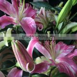 2016 hot sell fresh pink lily flower freshly cut lily for home decoration