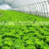 Good Daylighting and Fire Retardant Vegetables Greenhouse,commercial Greenhouse,fiberglass Greenhouse