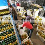 Automatic Fruit and Vegetable Washing Waxing and Grading Machine thumbnail-1