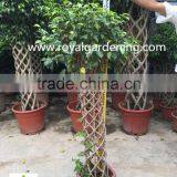 Ficus Cage Ficus Benjamina High 110-200cm thumbnail-2