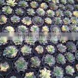 Echeveria Black Prince Variegated thumbnail-1