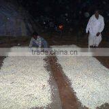 Jasmine Sambac Oil thumbnail-3