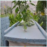 hydroponic greenhouses water culture seeding planting sponge