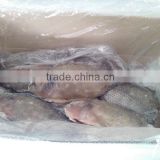 China origin best tilapia frozen fish with low price