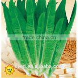 Open Pollinated Four Season Vegetable Seeds Leaf Lettuce