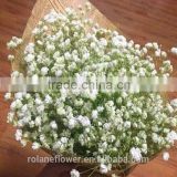 Cheap wholesale fresh cut flowers bamboo cutting board with 1kg/bundle from Yunnan, China