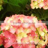 Plant Directly Export Cutting Board Bamboo Cutting Hydrangea From Yunnan, China thumbnail-5