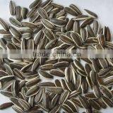 New Crop Chinese Sunflower Seed 5009/3638/0409/103/601 for Bird Big Size thumbnail-2