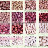 2014 Crop Cheapest Light Speckled Kidney Beans, LSKB , 220-240pcs thumbnail-3
