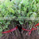 Multi Color Roses Seedlings thumbnail-2