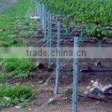 Vineyard Post Factory in China thumbnail-1