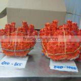 Frozen King Crab thumbnail-2