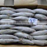 Frozen Fish Frozen Horse Mackerel 60--80 thumbnail-4