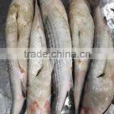 Export Vietnam 1-1.5KG Frozen Gullet Mullet Fish thumbnail-1