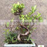 Ficus Microcarpa Bonsai Tree in 15cm,20cm, 25cm ,30cm Pot thumbnail-3