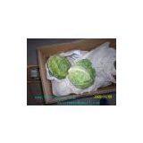 Chinese Round Cabbage | Fresh Taiwanese Cabbage | Beijing Cabbage