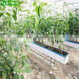 Hydroponics Greenhouse Chilli Cultivation Equipment For Sale