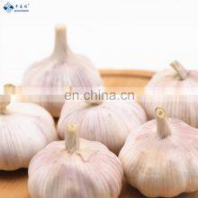 Low Price Fresh Garlic for Wholesale thumbnail-2