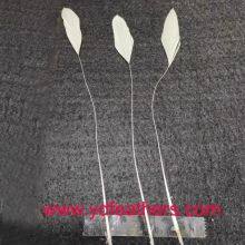 Stripped White Rooster Tail Feather For Wholesale From China thumbnail-3