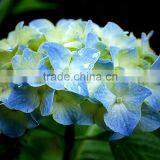 New Crazy Selling Hydrangea Buy Direct From Factory thumbnail-1