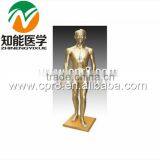 170 cm Standard Needle Point Human Acupuncture Model thumbnail-2