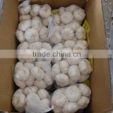 Natural Chinese Fresh white garlic wholesales