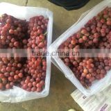 7kg plastic box red grape for export