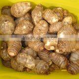 Fresh Taroes thumbnail-3