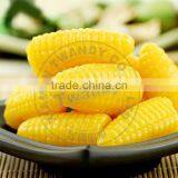 Candy Corn Shaped Soft Candy on Sale, Soft Candy Corn ,soft Candy,candy Corn thumbnail-2