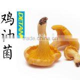 Dried Mushroom Cantharellus Cibarius thumbnail-2