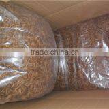 Nutrient Bird Food Chubby Mealworms / Organic Chicken Feed Mealworm thumbnail-3