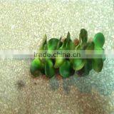 Home and Outdoor Garden Edging Christmas Decoration 60cm or 24inches Height Artificial Small Grass for Green Wall E04 1017 thumbnail-6